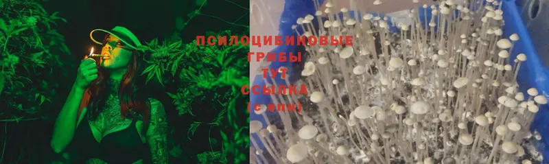 Галлюциногенные грибы Psilocybine cubensis  Электрогорск 